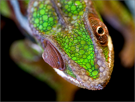 Jaguar Chameleon