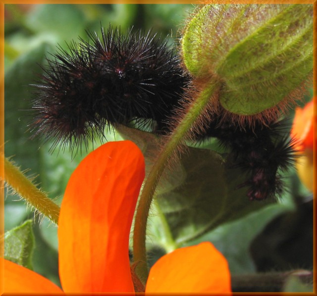 prickly protection