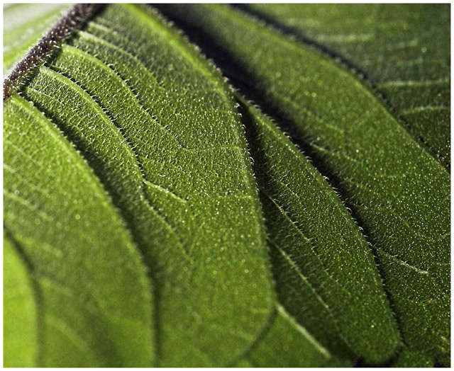 Leaf