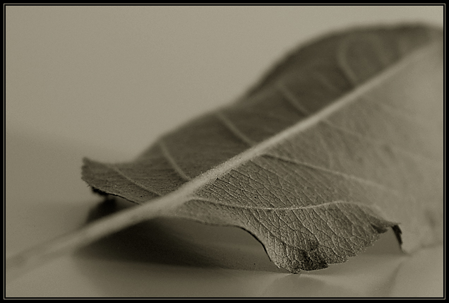 Leaf and Light