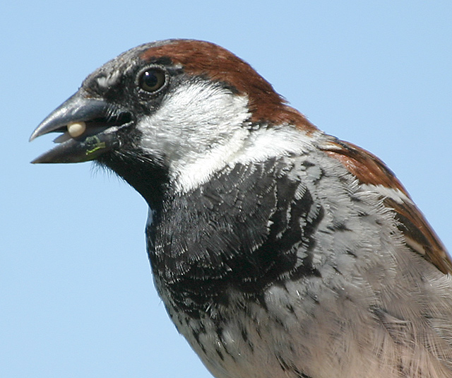 Feathered Friend