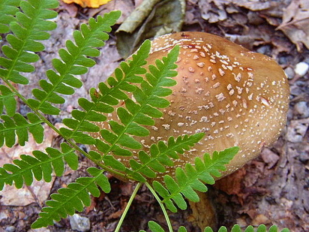 Toadstool Still life