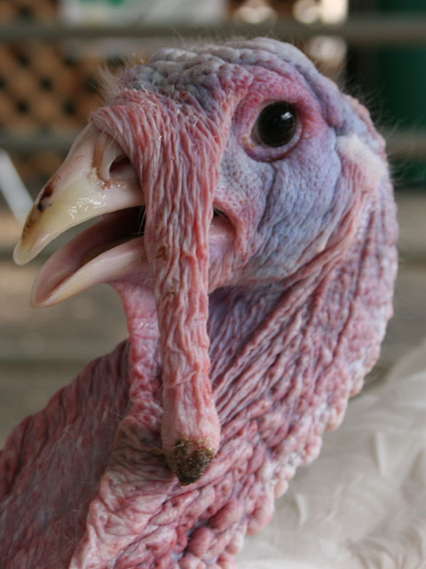 Blue Ribbon Turkey