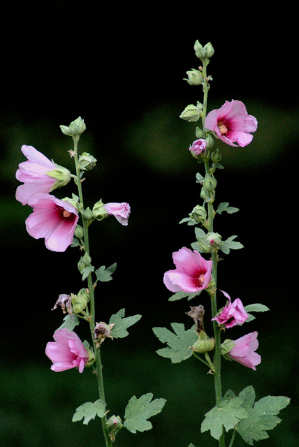Pink Flashes