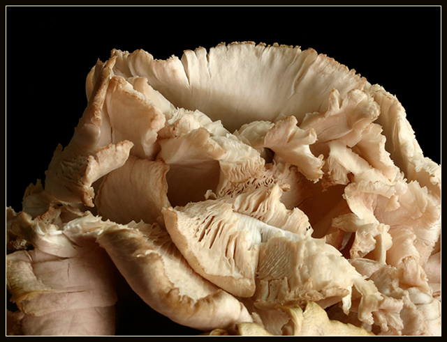 Oyster Mushrooms  Cluster 1