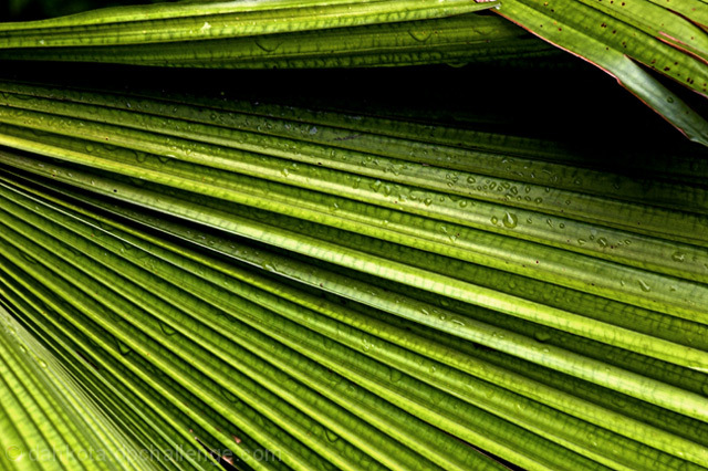 Wet Palm