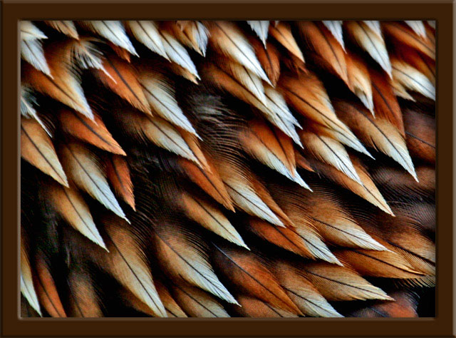Golden eagle feathers