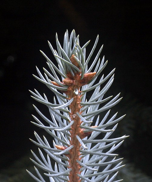 Colorado Blue Spruce - Not Soft