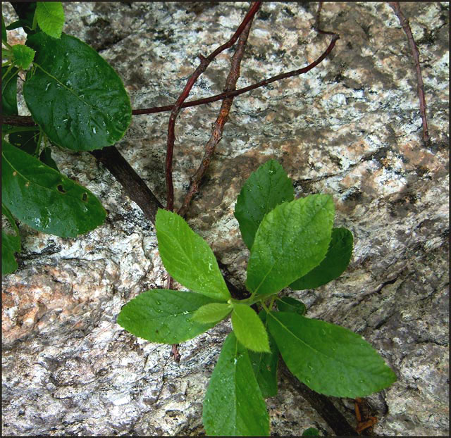 Rock with leaves and twigs