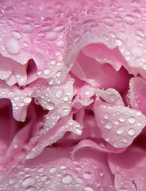 Rain Drops on Roses