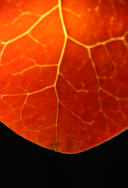 Lightning strikes the leaf