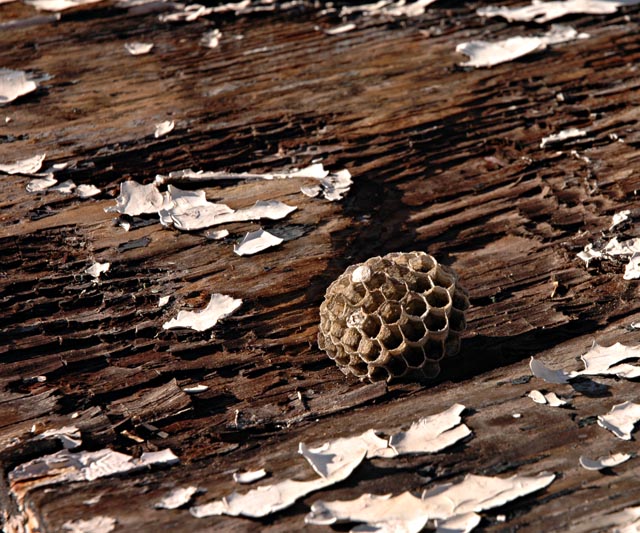 Empty Nest