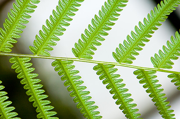 Fern Frond