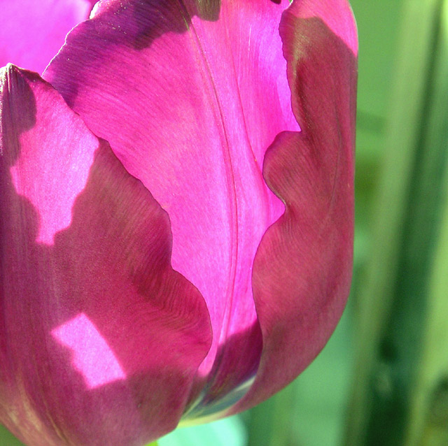 Tulip Abstract