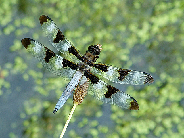 Dragonfly Wings over a Dappled Pond
