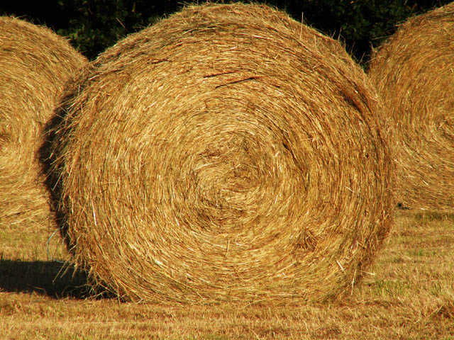 Making Hay