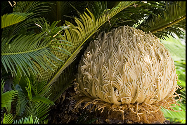 Cycad With A Thousand Fuzzy Fingers