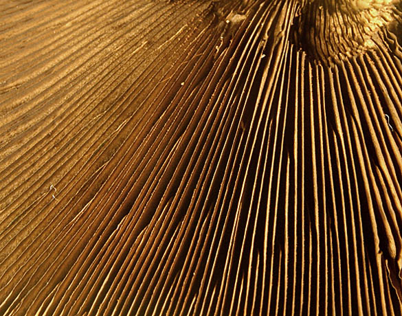 Rays