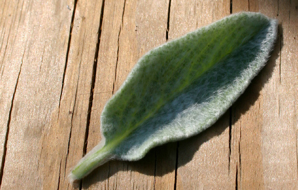 Lambs Ear Leaf