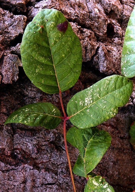 Hojas y arboles