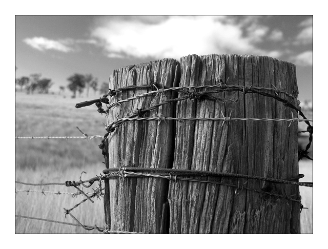 Crown of Thorns