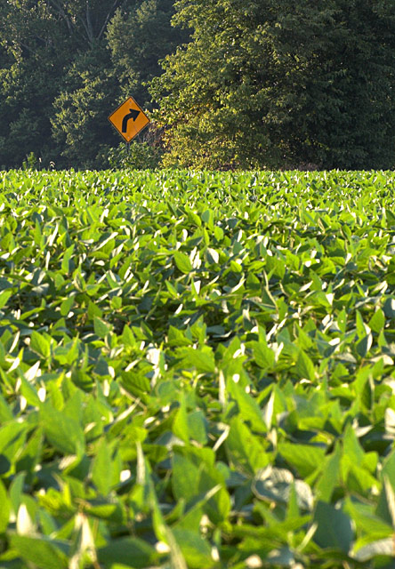 Watch those turns in the soybean fields, they can be tricky!