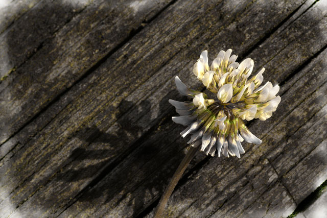 flower on old wood