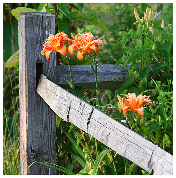 Fence and Flowers