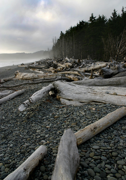 Driftwood at Dusk