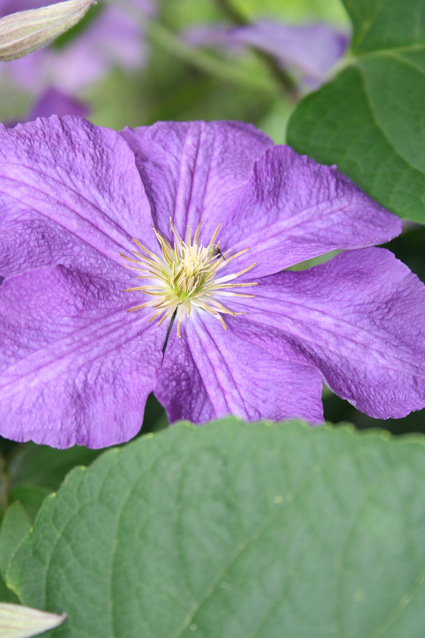 Viola Flowers