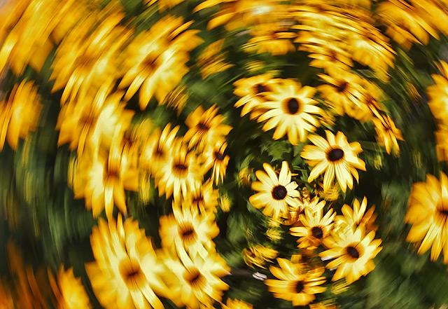 Black Eyed Abstract