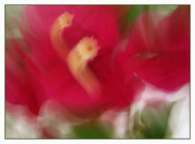 Bougainvillea Blur
