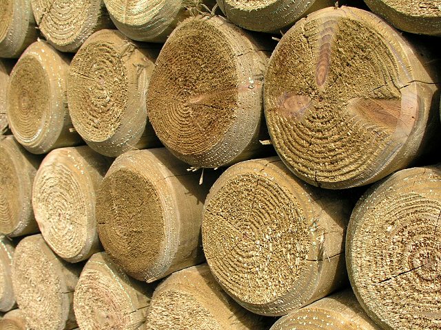 In the eyes of the carpenter