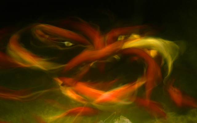 Sea Monster