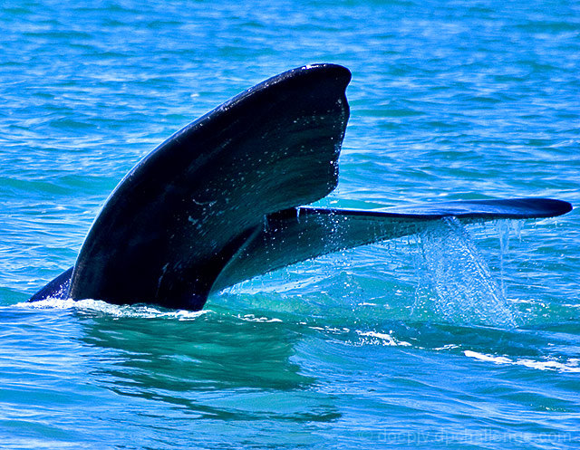 1937 (Southern Right Whales became a protected species)