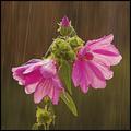 Sunshine and showers