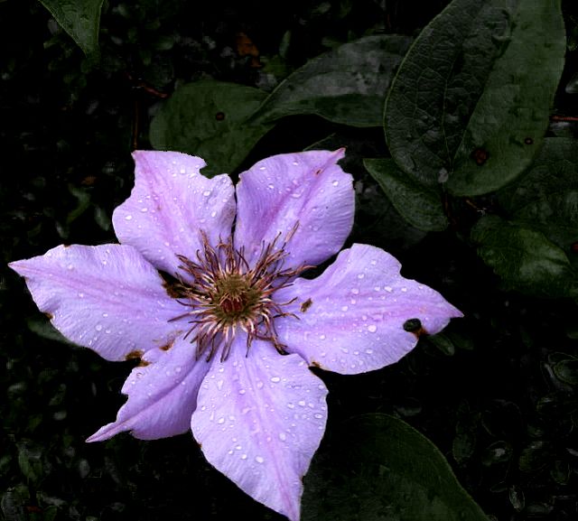 Flower in the rain