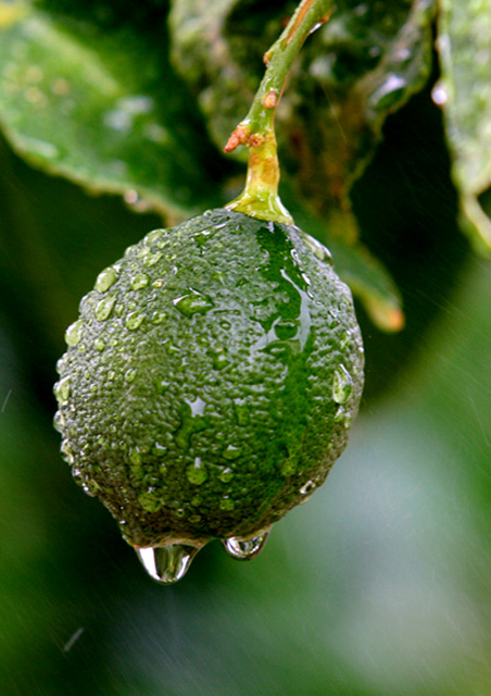 Fruit of Nature's labor
