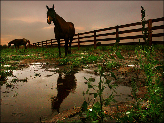 Rain Rippled Reflection