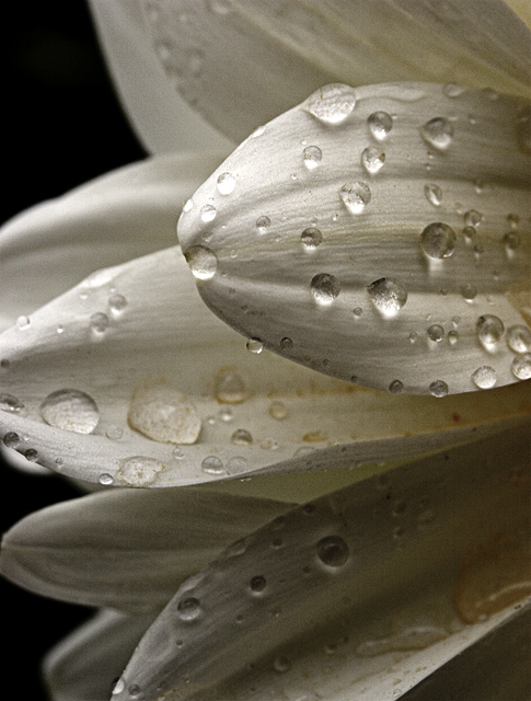 Raindrops