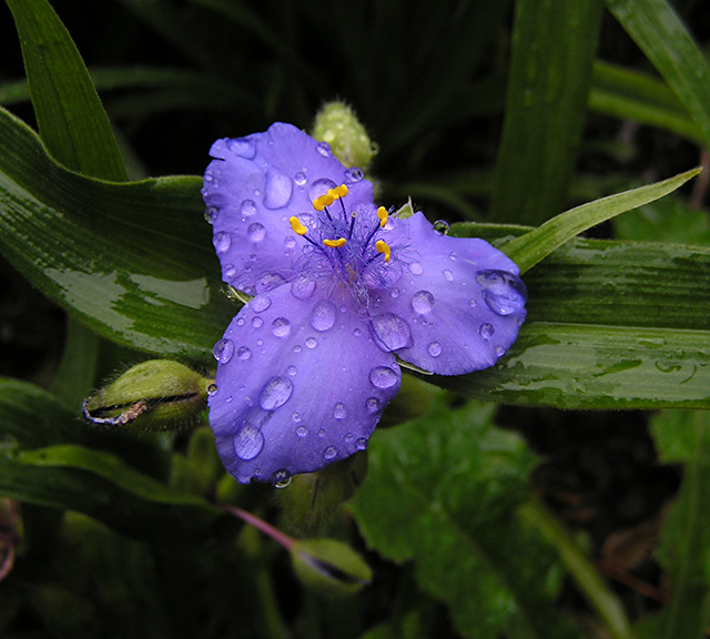 Tradescantia