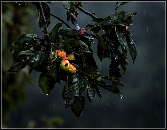 Early Morning Shower