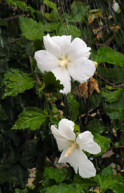 Hibiscus in the Rain