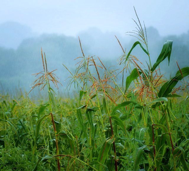 Weeping Cornfield