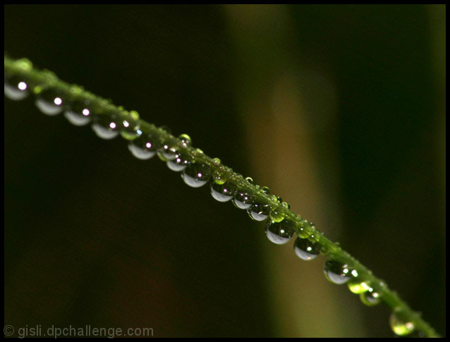 Rain pearls