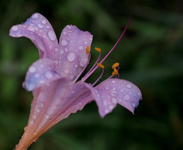 Raindrops