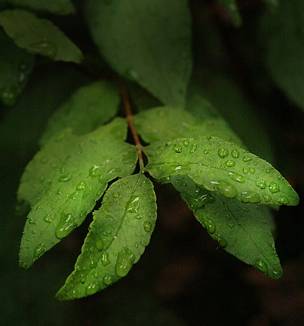 After the Rain