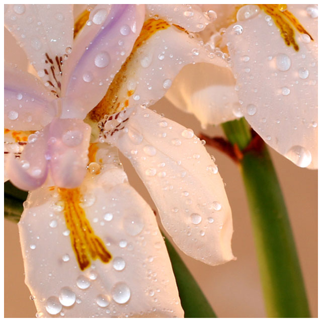 Wings over Water (Siberica Iris)