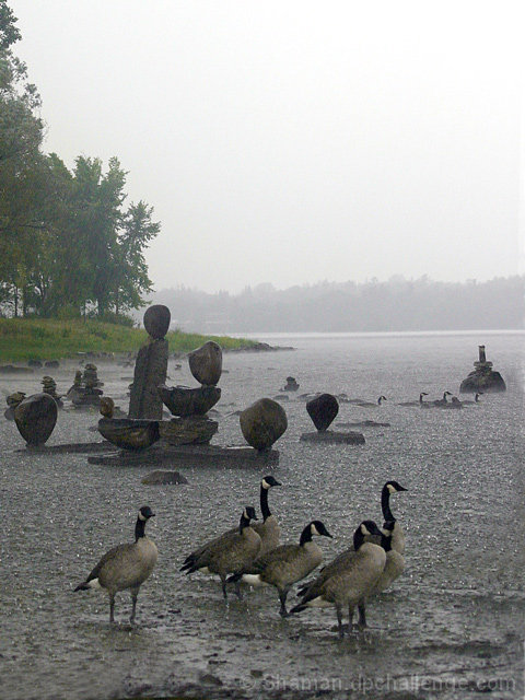 Geese love the rain