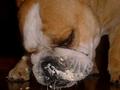 Greedy Pig
